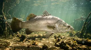 Barramundi