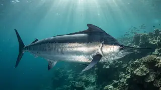 Black Marlin