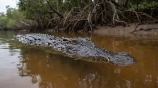 Estuarine Crocodile