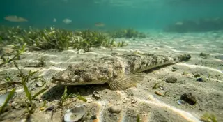 Dusky Flathead