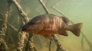 Mangrove Jack