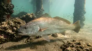 Mulloway