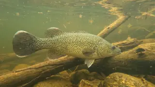Murray Cod