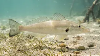 Sand Whiting
