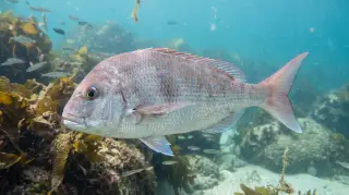 Snapper