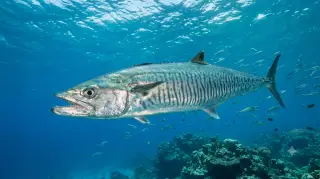 Spanish Mackerel