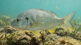 Yellowfin Bream