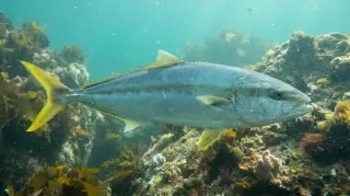 Yellowtail Kingfish